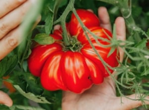 Close-up of a man's hand holding a giant, ripe, ribbed tomato with shiny bright red skin, growing among green foliage.