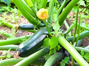 Black Beauty zucchini plant with dark green glossy leaves, sturdy stems, vibrant yellow flowers, and deep green nearly black fruits.