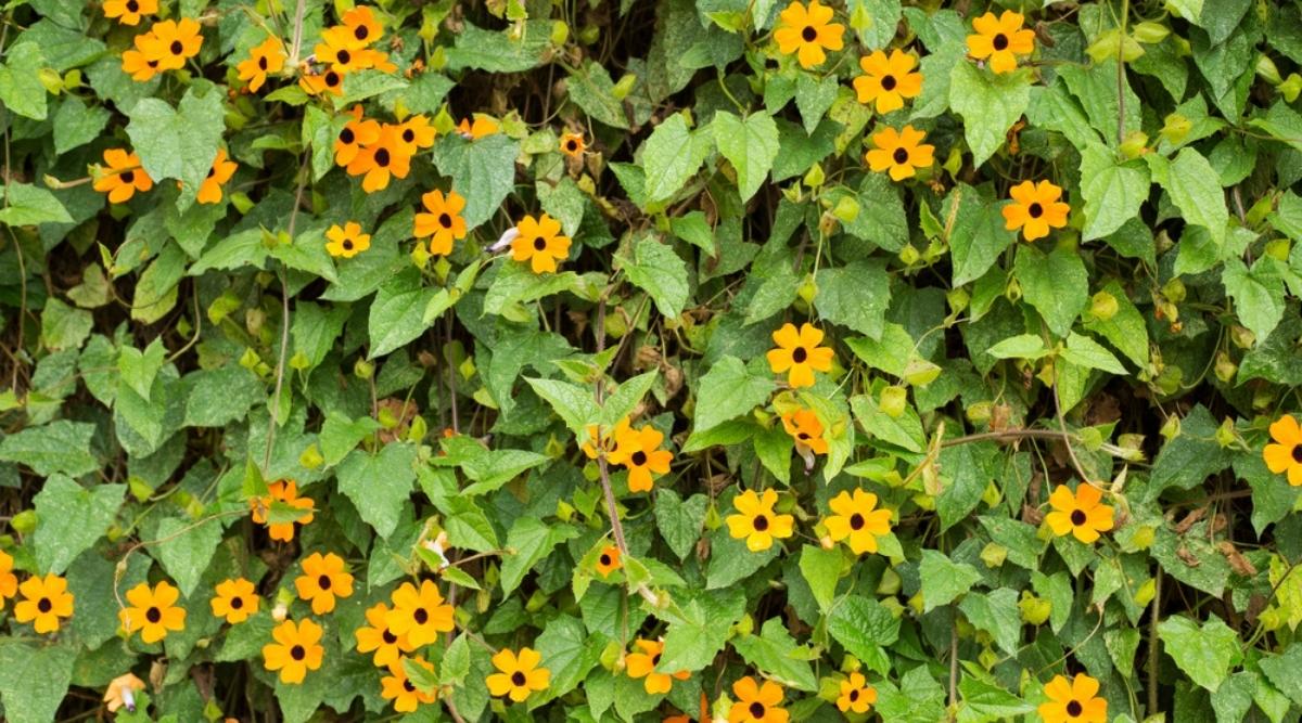 Black Eyed Susan Vine