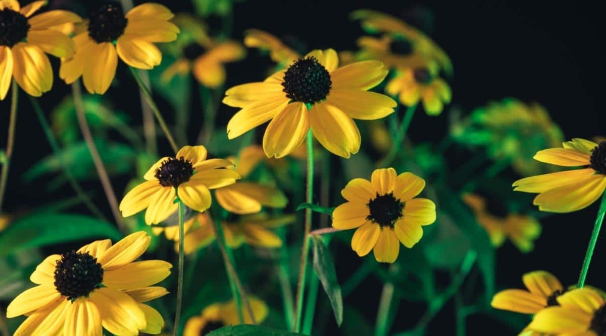 Black Eyed Susan