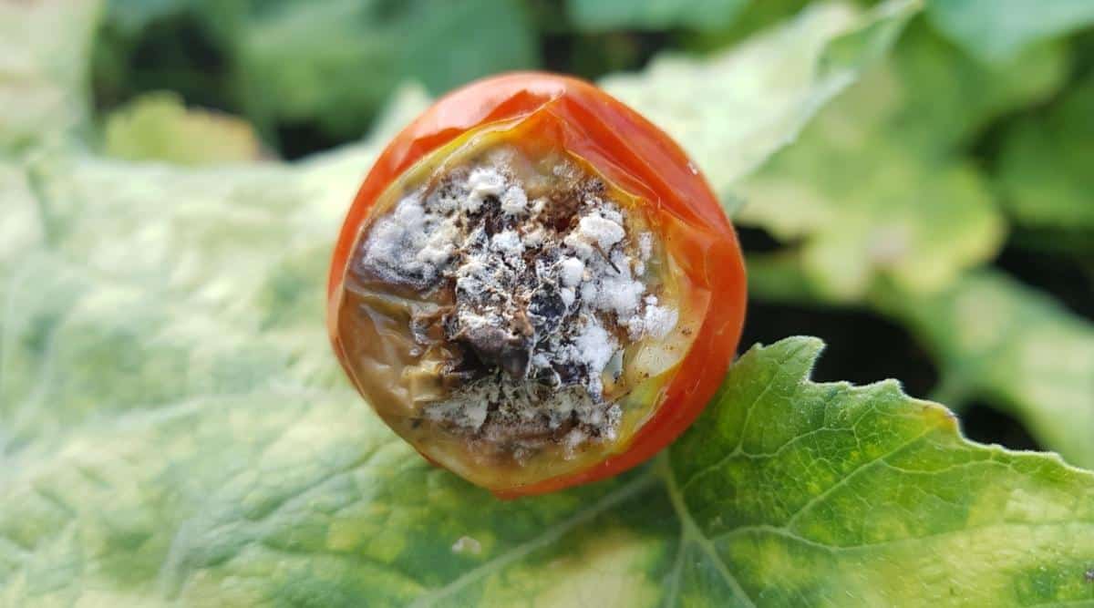 Small Red Vegetable Decaying From Disease