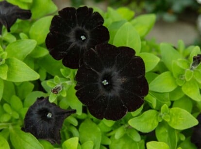 Black Perennials