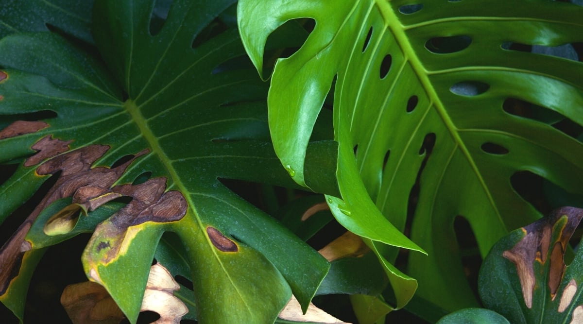 Close-up of Monstera leaves with black and yellow spots. The leaves are large, glossy, dark green, with distinct cuts and perforations.