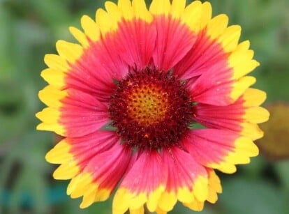 Beautiful blanket flower growing in the garden.