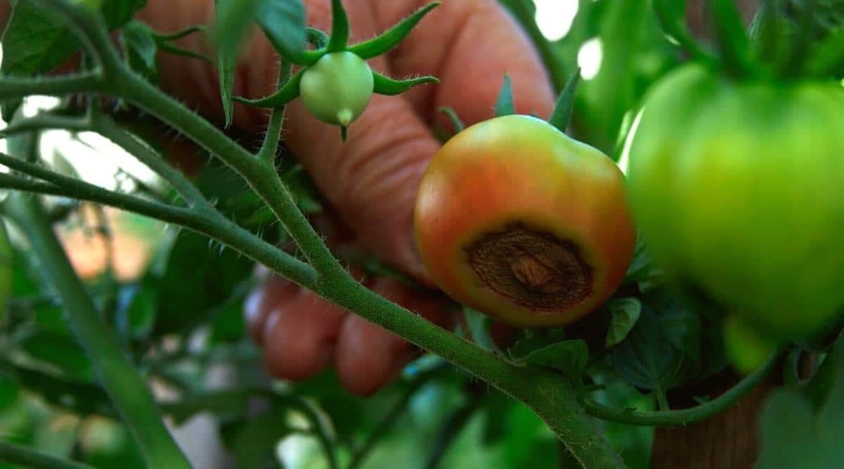 Tomato with Black Bottom