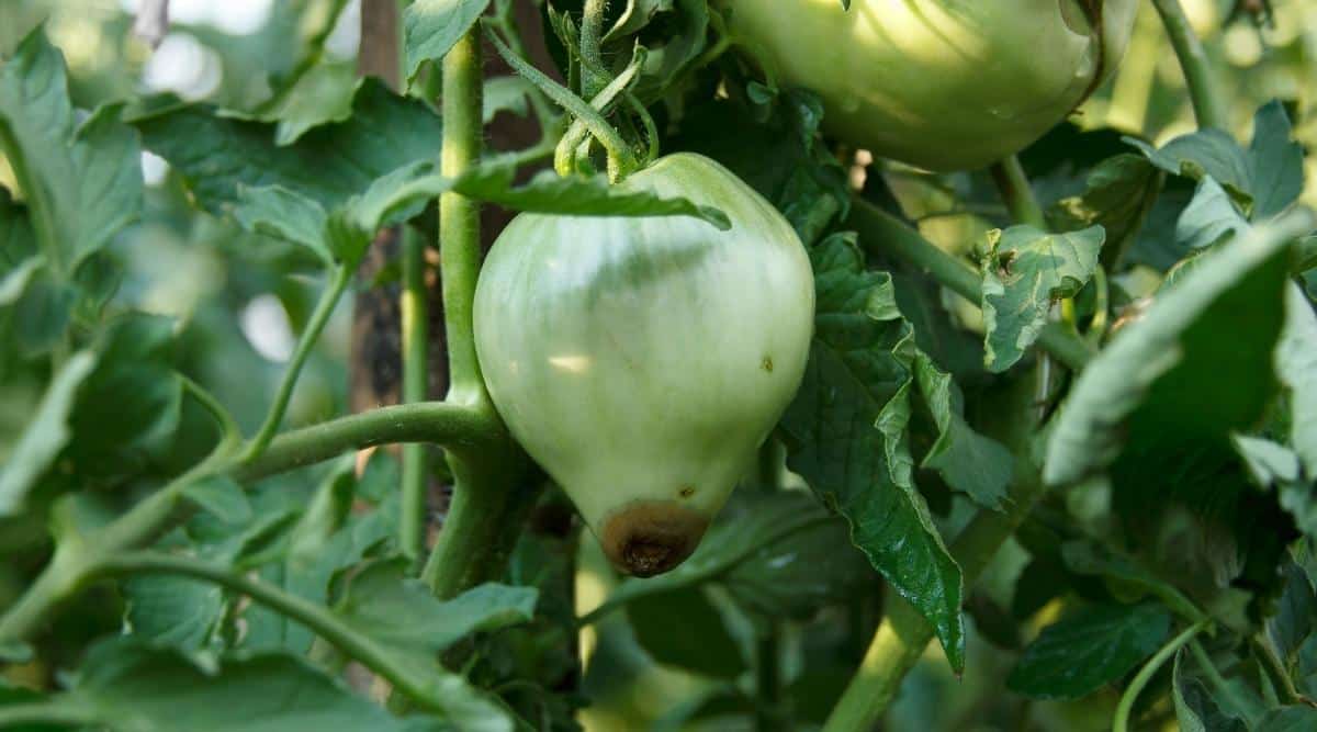 Unripe Fruit With Rotting Hole