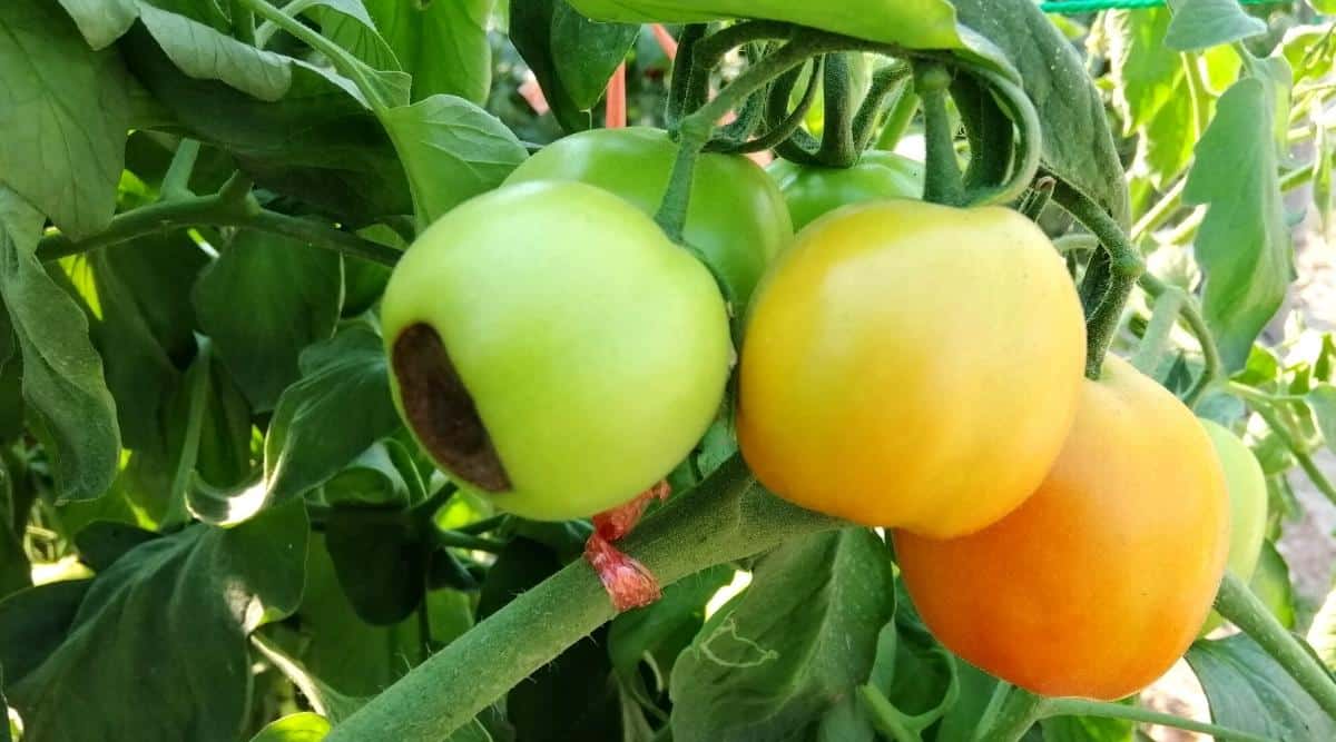 Yellow and green tomatoes with black bottoms