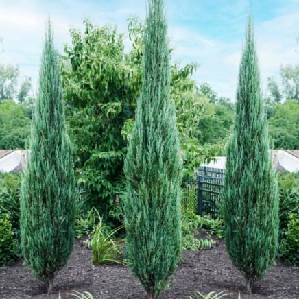 Blue Arrow Juniper Tree