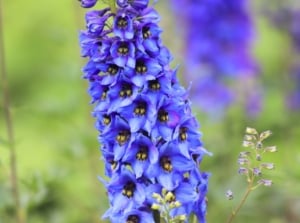 Close-up of a blooming blue delphinium variety possessing a tall, sturdy stem with deeply lobed green leaves supporting clusters of vibrant blue flowers with purple hints arranged along the spike.