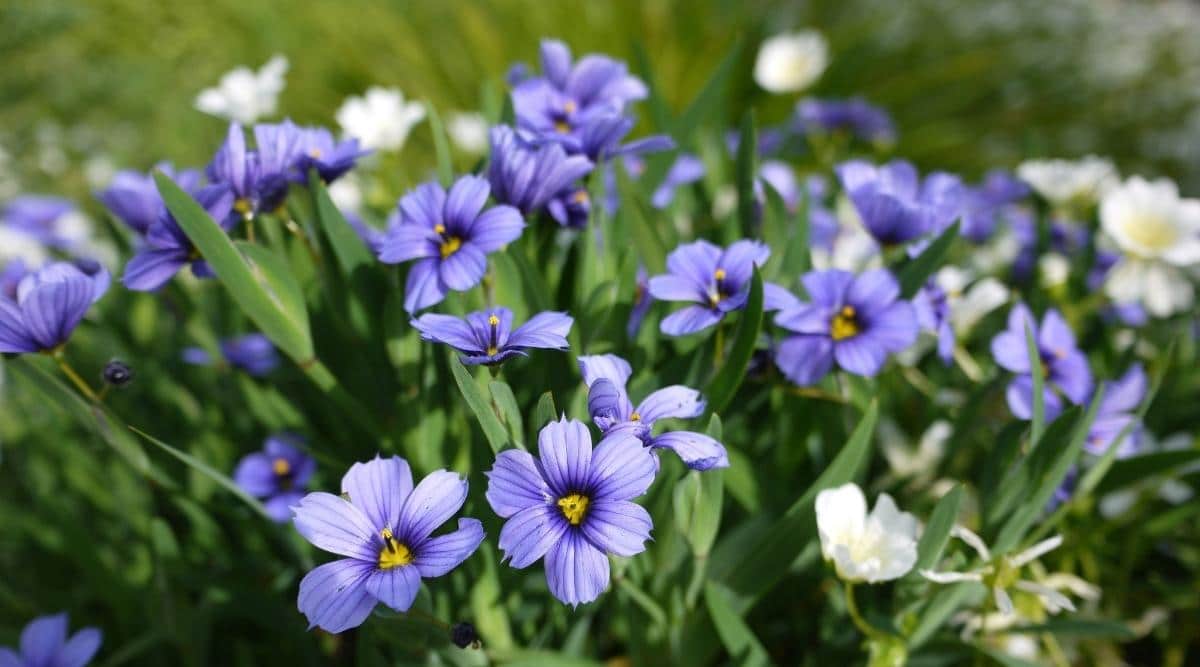 Blue Eyed Grass