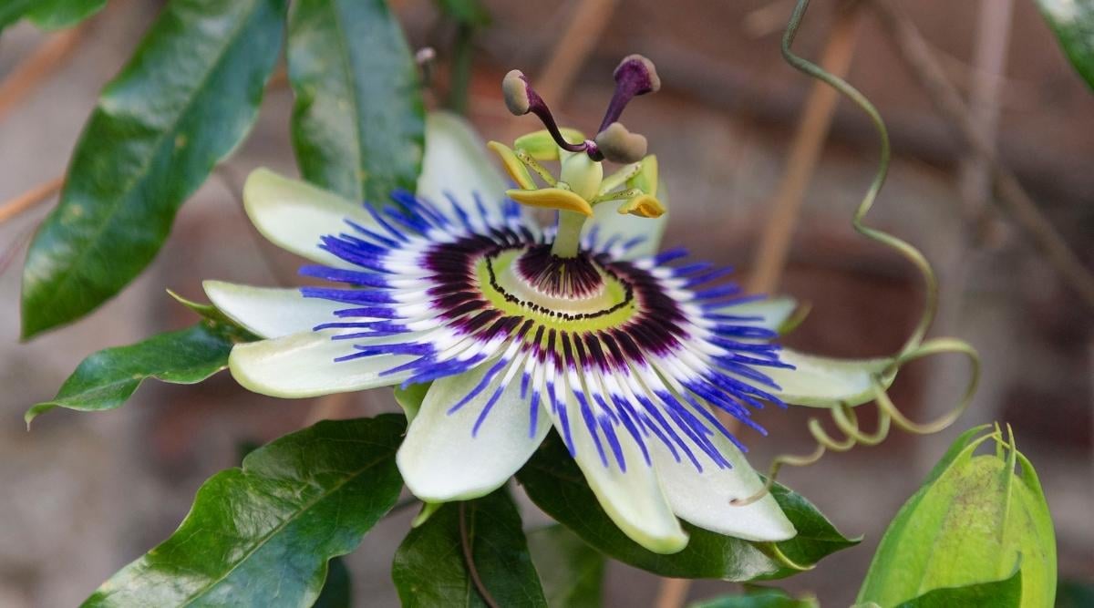 Blue Passion Flower