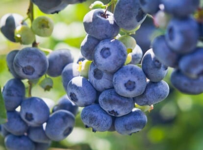 In this close-up, a collection of ripe blueberries presents a delightful sight, showcasing their smooth, round forms and gradient of blues. The lush foliage in the background creates a gentle blur, offering a sense of the berries' natural habitat.