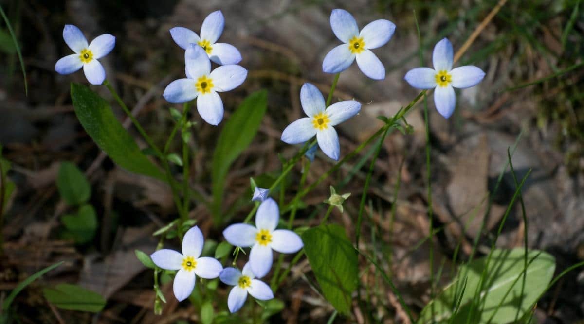 Bluets