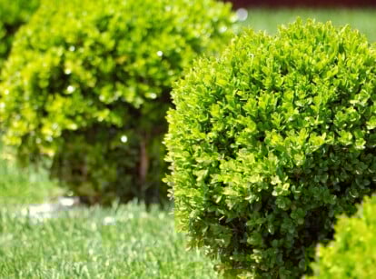 Close-up of small round shaped Boxwood shrubs in a sunny garden. The Boxwood shrub is an evergreen plant renowned for its dense, compact nature and small, leathery, glossy green leaves.