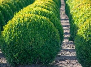 In the garden, the big round boxwood bushes stand with elegant symmetry, neatly arranged in rows. Their dense foliage forms perfectly spherical shapes, creating a polished and manicured look. The vibrant green leaves exude a lush and healthy vitality.