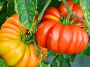 A close-up of vibrant orange and red 'Brandywine' tomatoes nestled among lush green leaves.
