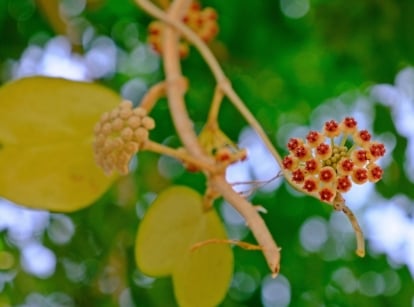 Cluster of vibrant red flowers on thin stems, surrounded by oval green leaves.