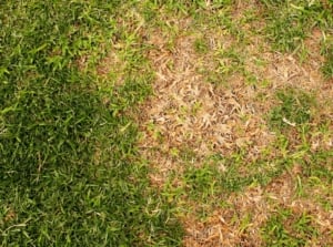 Top view, close-up of a lawn with brown patches among bright green grass in a garden.