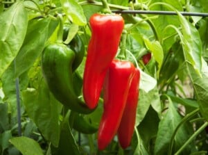 A close-up reveals large, vibrant red and green peppers hanging from the pepper plant. The leaves surrounding the pepper are lush and deep green, adding to the plant's overall health and vitality.