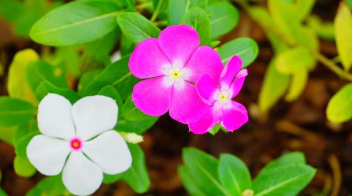 Busy Lizzie in Garden