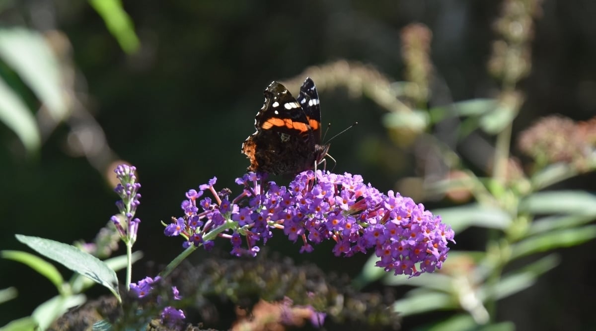Butterfly Bush