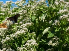 A black-and-blue butterfly perches on a cluster of tiny white flowers forming an umbrella-shaped bloom in a lush green field.
