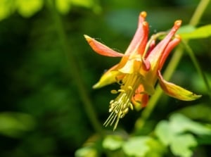 Close-up of Aquilegia formosa, California native plant, displays bright red and yellow flower with distinctive spur drooping on a thin stem.