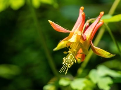Close-up of Aquilegia formosa, California native plant, displays bright red and yellow flower with distinctive spur drooping on a thin stem.