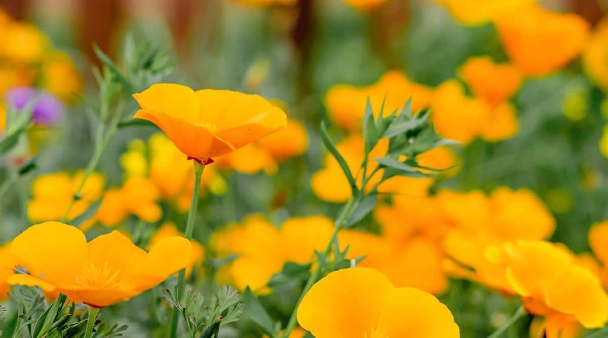 California Poppy
