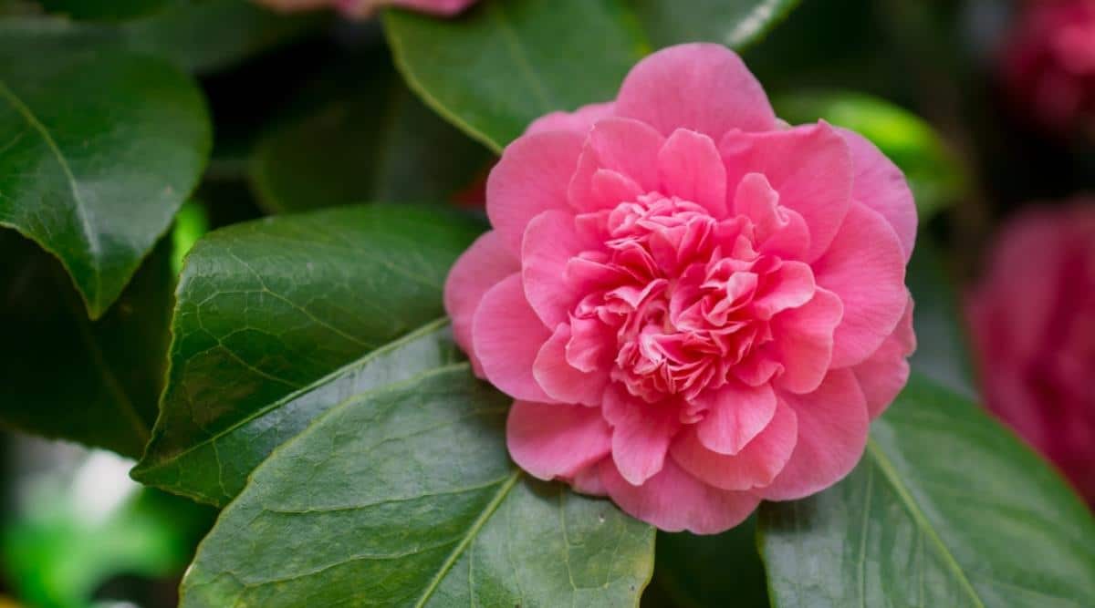 Camellia