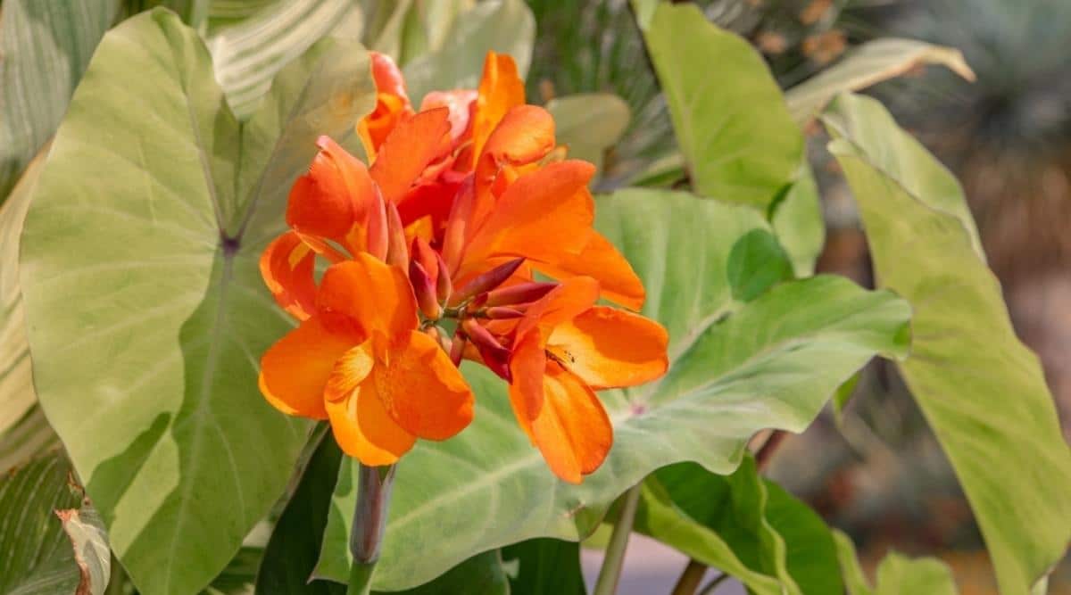 Canna Lily