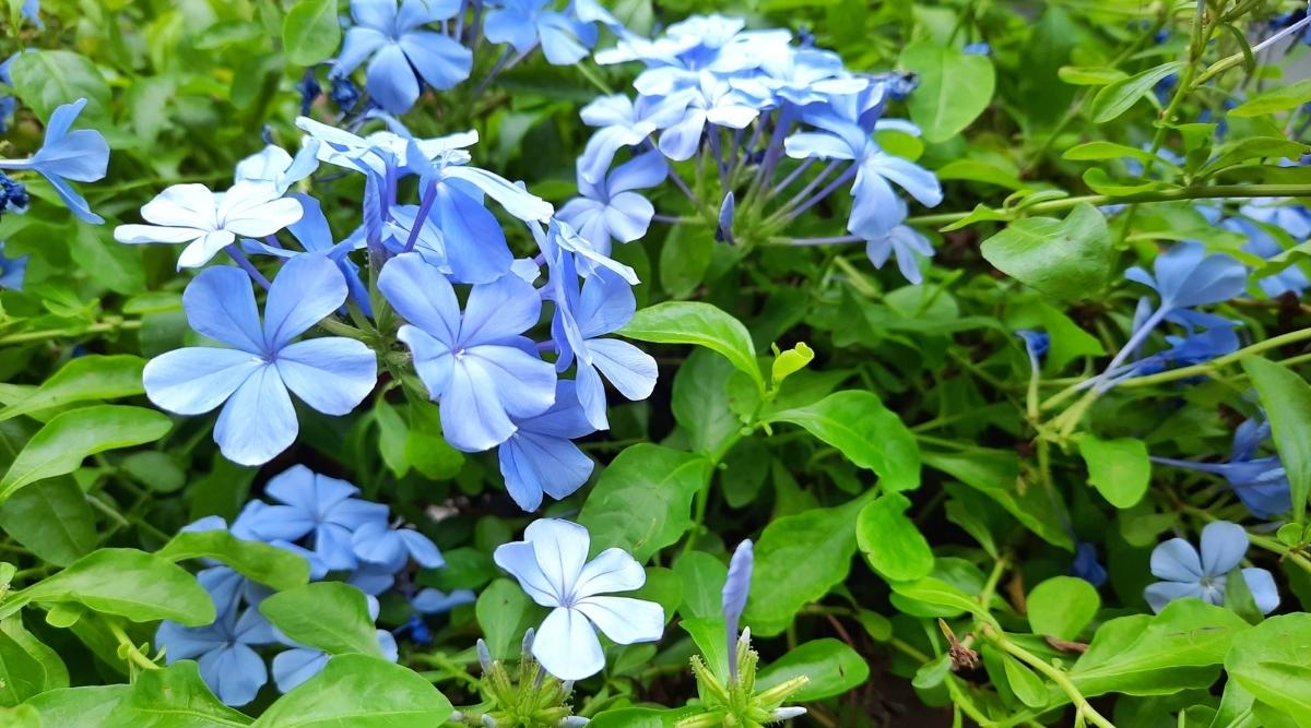 Cape Leadwort