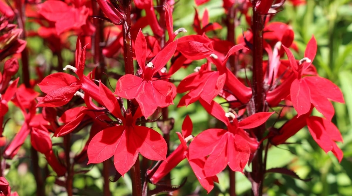 Cardinal Flower