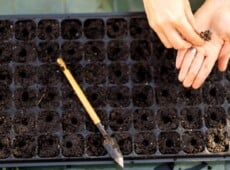 Top view of a woman's palm full of seeds over large cell trays filled with soil mixture. Cell trays for starting seeds are rectangular plastic containers with multiple individual cells, each serving as a small compartment for germinating and growing individual seeds. On top of the cell tray is a small garden tool - a spatula.