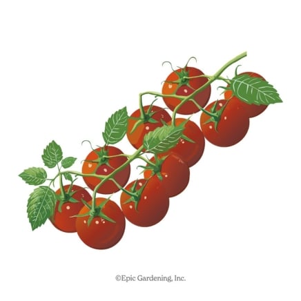 Chadwick Cherry Pole Cherry Tomato