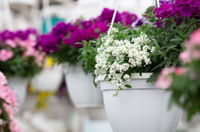 Cheap hanging basket plants, appearing to have different colored blooms and deep green leaves placed in white containers