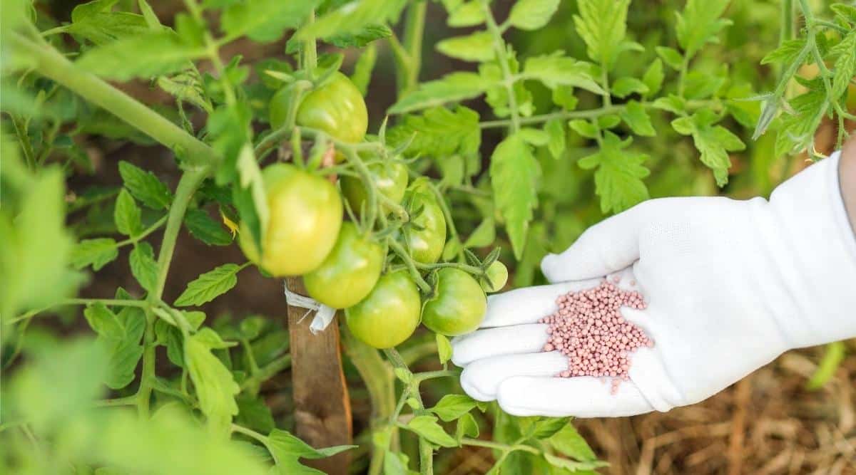 chemical fertilizer for tomatoes