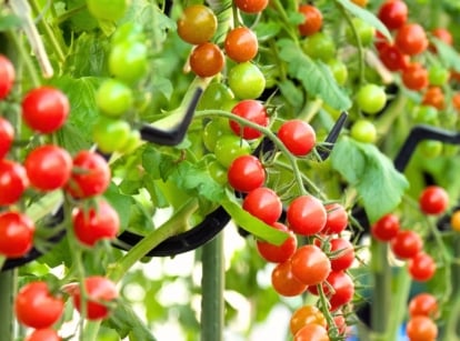Trailing stems of Cherry Falls tomatoes spill over the edges of containers, covered in glossy green leaves and clusters of bright red cherry tomatoes, in a greenhouse.