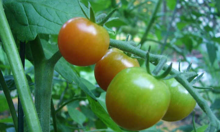 Cherry tomatoes ripening