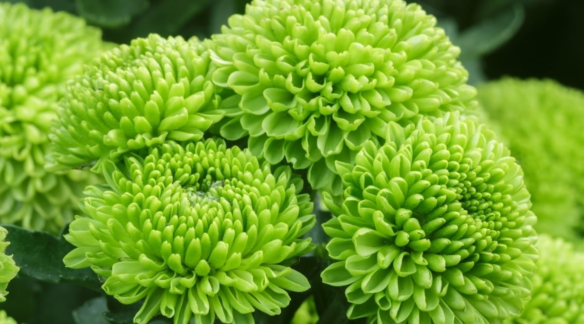 Chrysanthemum