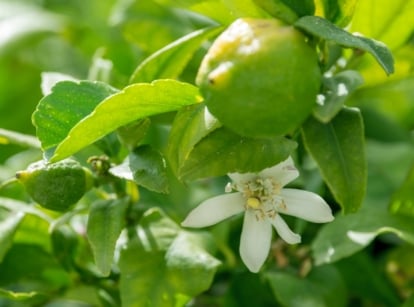 A cluster of small green fruits with smooth skin and white star-shaped flowers, surrounded by glossy oval leaves on a branch of Citrus limon.