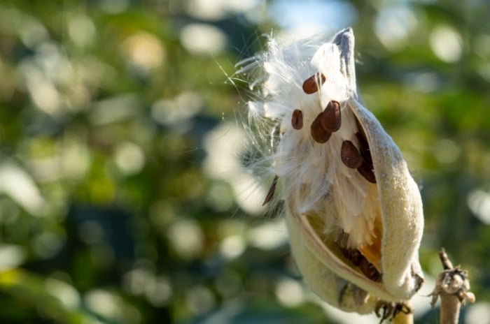 Close-up of a dried seedhead with a cluster of small, fluffy seeds ready for dispersal, supported by a slender, brown stem.