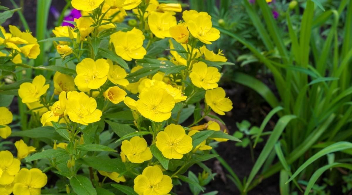 Common Evening Primrose