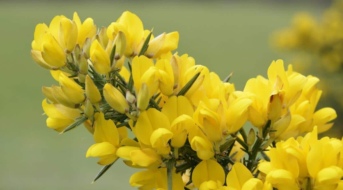 Common Gorse