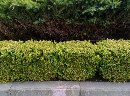 Common Hedge Diseases