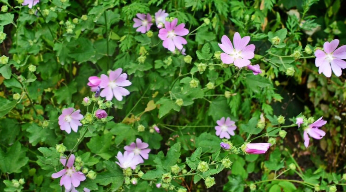 Common Mallow