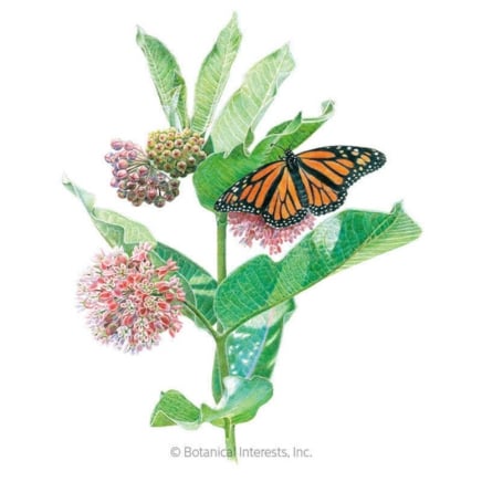 Common Milkweed:Butterfly Flower Seeds