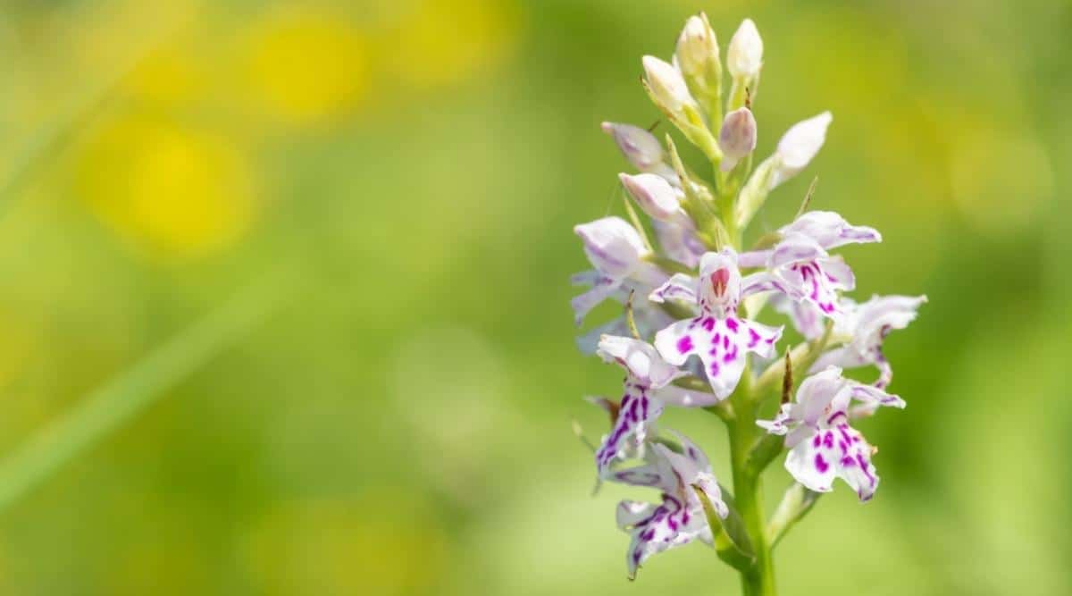 Common Spotted Orchid