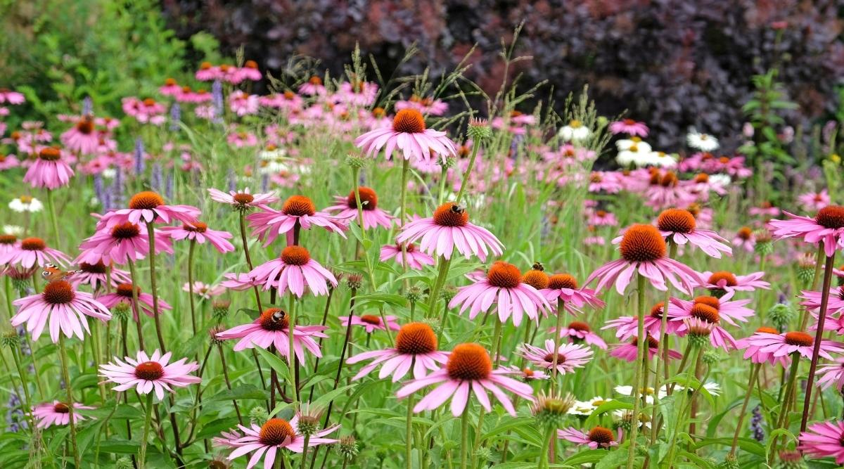 Coneflowers