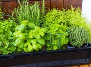A rectangular dark container holds a variety of lush green plants, including those with broad, smooth leaves and others with more delicate, textured foliage, deterring insects naturally.